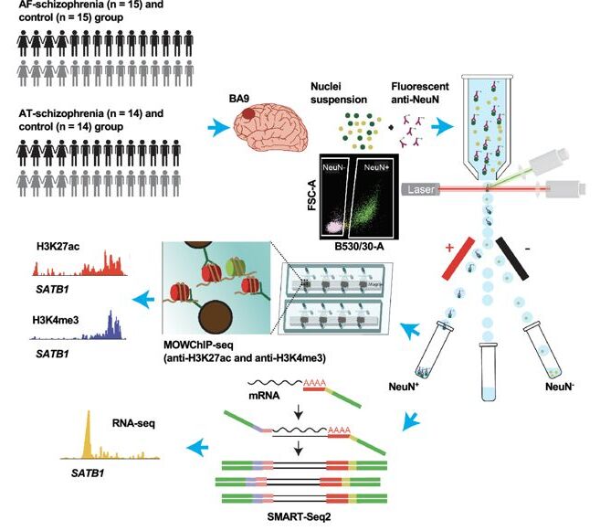Figure 1 from the antipsychotic epigenomic reorganization paper