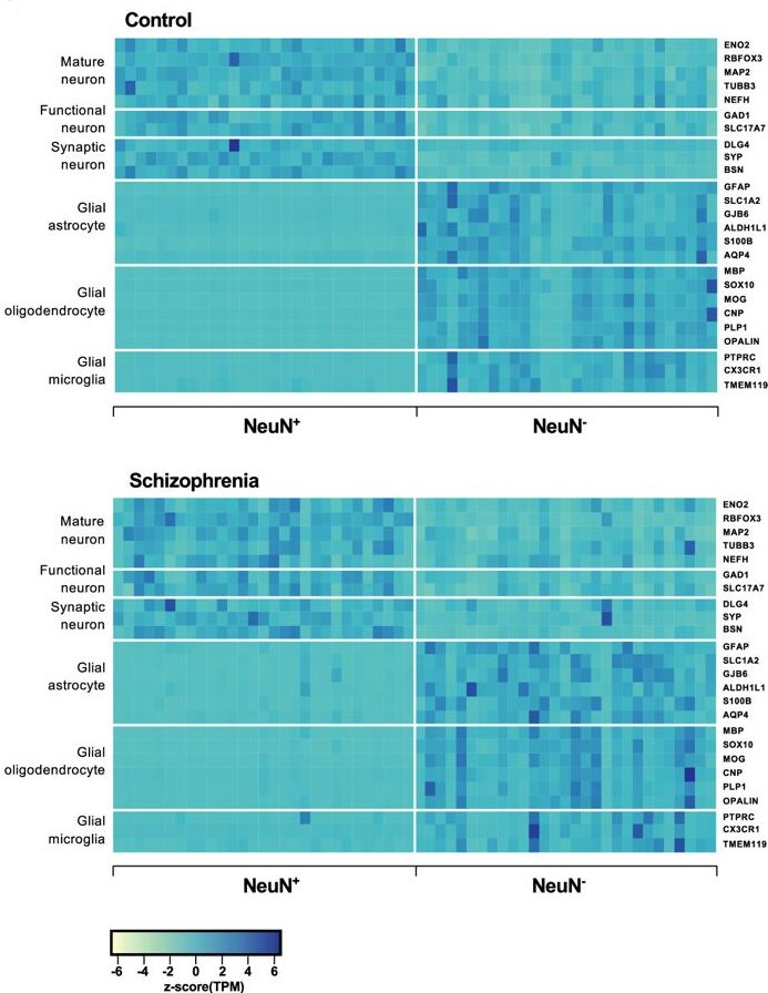 Figure 2 from the antipsychotic epigenomic reorganization paper