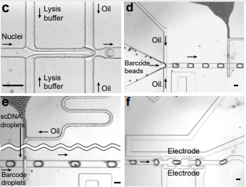 Figure from the 2023 Nature Communications droplet-based bisulfite sequencing paper