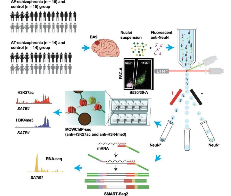 Figure from the 2024 eLife antipsychotic epigenomics paper
