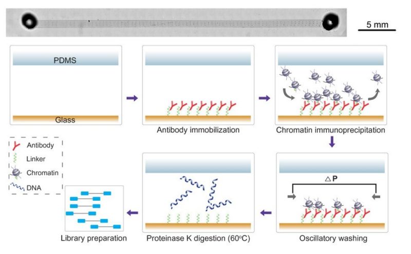 Figure from the 2018 Science Advances epigenomic variation paper