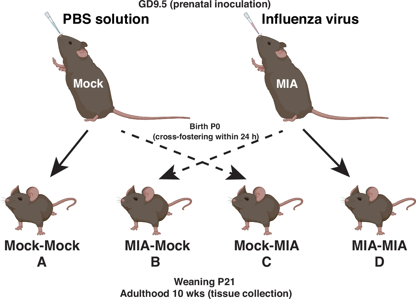 Figure 1 from the gestational immune activation paper