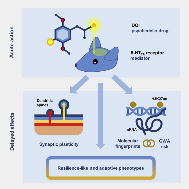 Figure from the 2021 Cell Reports psychedelic paper