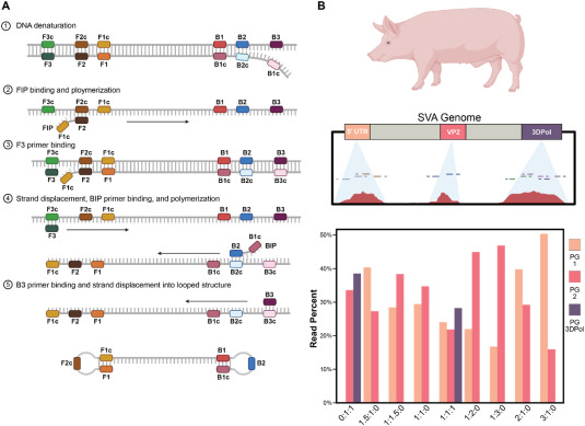 Figure 1 from the point-of-care viral genome sequencing paper